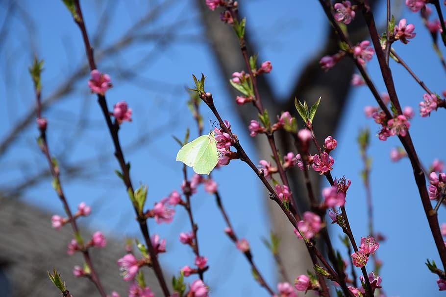 mariposa, flor, primavera, naturaleza, durazno, jardín, planta,  crecimiento, planta floreciendo, belleza en la naturaleza | Pxfuel