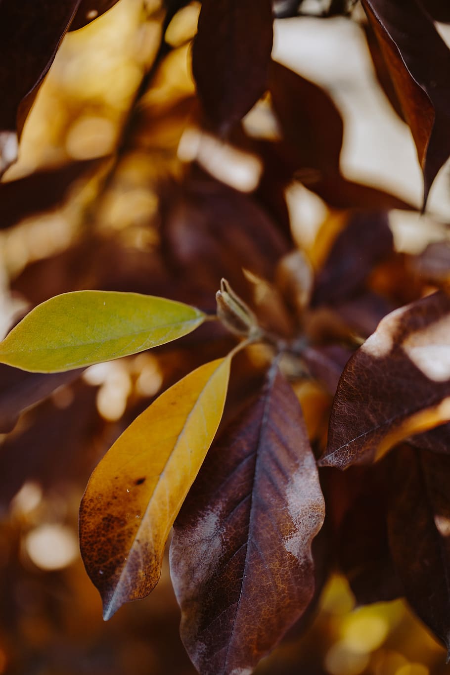 amarillo, hojas, magnolia, otoño, naranja, naturaleza, hoja, parte de la planta, primer plano, foco en primer plano