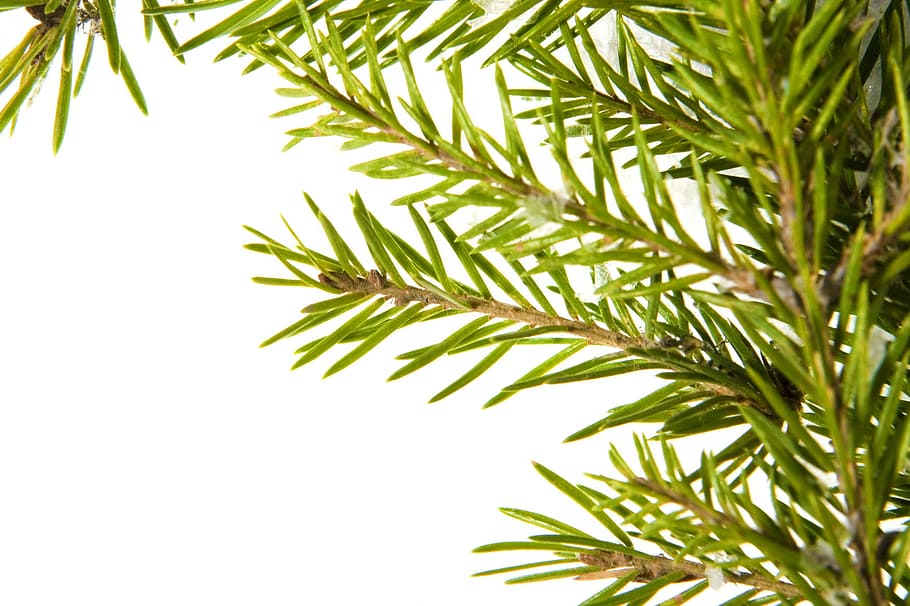 branch, christmas, conifer, coniferous, decoration, fir, green, isolated, merry, ornament