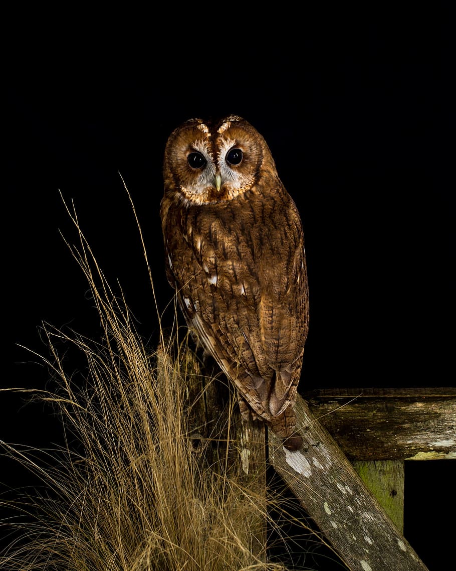 owl, bird, night, perched, gate, grass, animal, nature, plumage, eyes