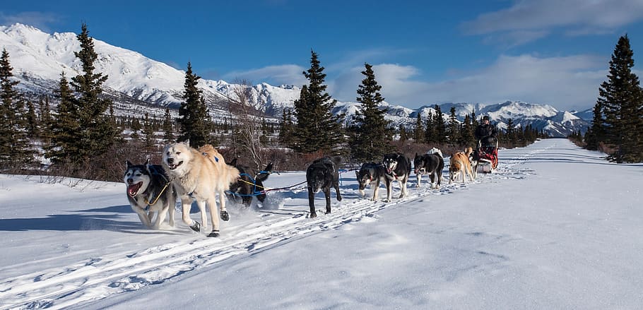 anjing, kereta luncur, tim, dogled, kerja tim, musim dingin, salju, jujur, alaska, taman nasional denali dilindungi