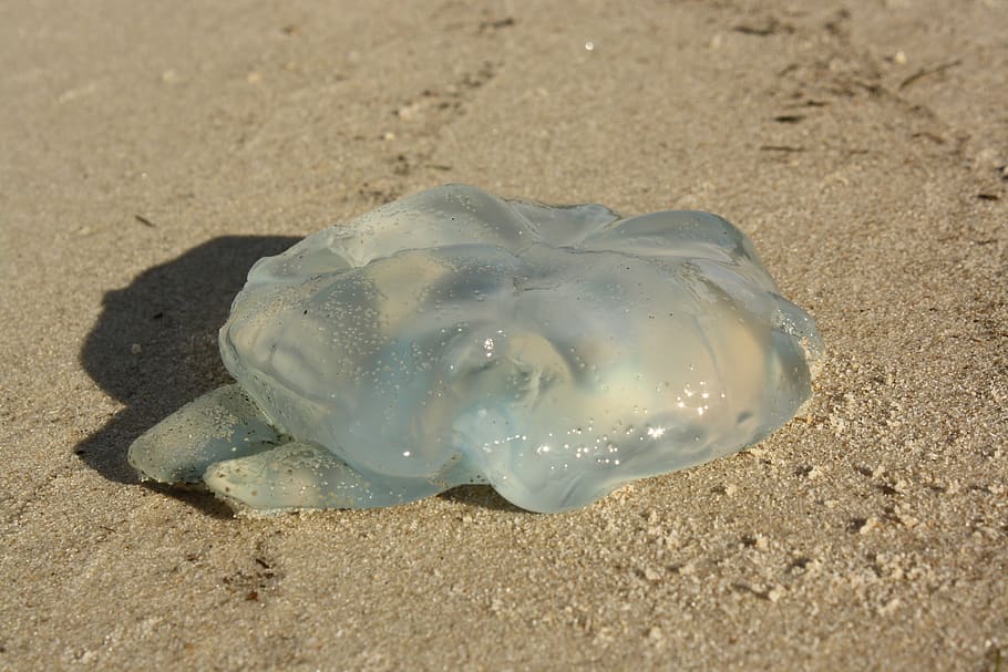 blue blubber jellyfish, australia, queensland, catostylus mosaicus, beach, washed up, coelenterate, invertebrate, animal, fauna