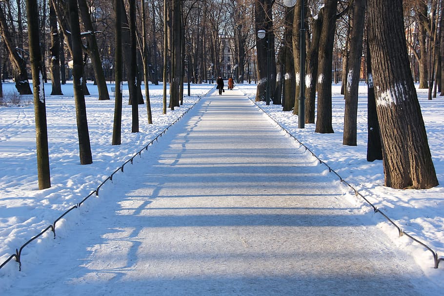 Parque, invierno, camino, árbol, frío, nevado, blanco, fino, día, soleado