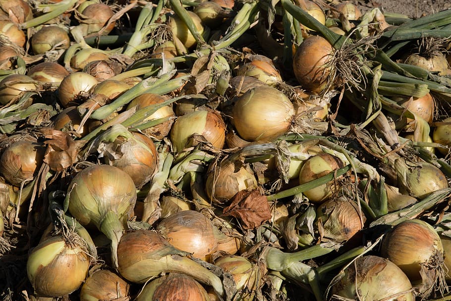 onions, harvest, ui, food, healthy, fresh, power supply, natural, vegetable, garden
