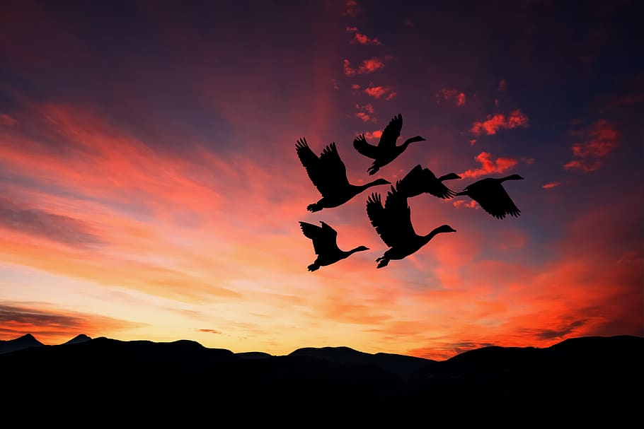 matahari terbenam, bayangan hitam, burung, penerbangan, kawanan, alam, pemandangan, langit, siluet, warna oranye