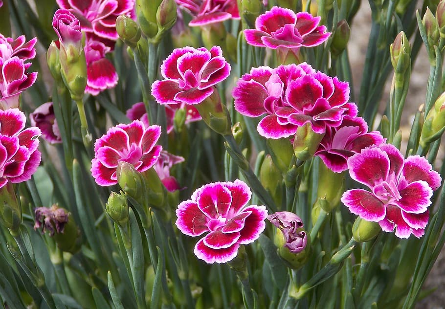 clavel, dianthus caryophyllus, clavo rosa, clavo, flor, rosa, flor rosa, flor de gilliflore, floral, planta floreciendo