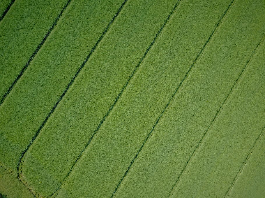aerial, view, large, patch, full frame, backgrounds, green color, growth, pattern, beauty in nature