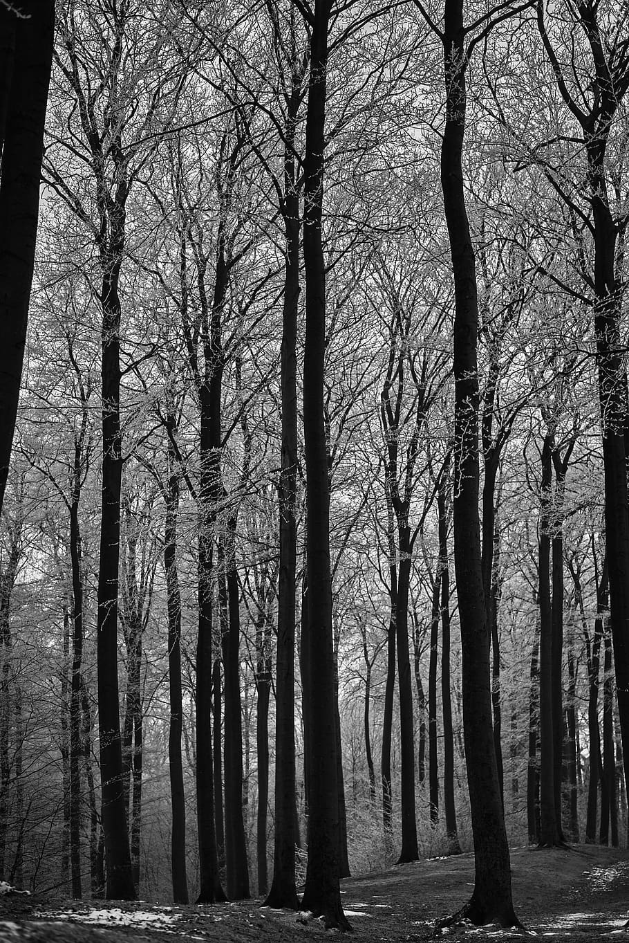 black and white, forest, landscape, nature, trees, mourning, mood, hoarfrost, tree, plant