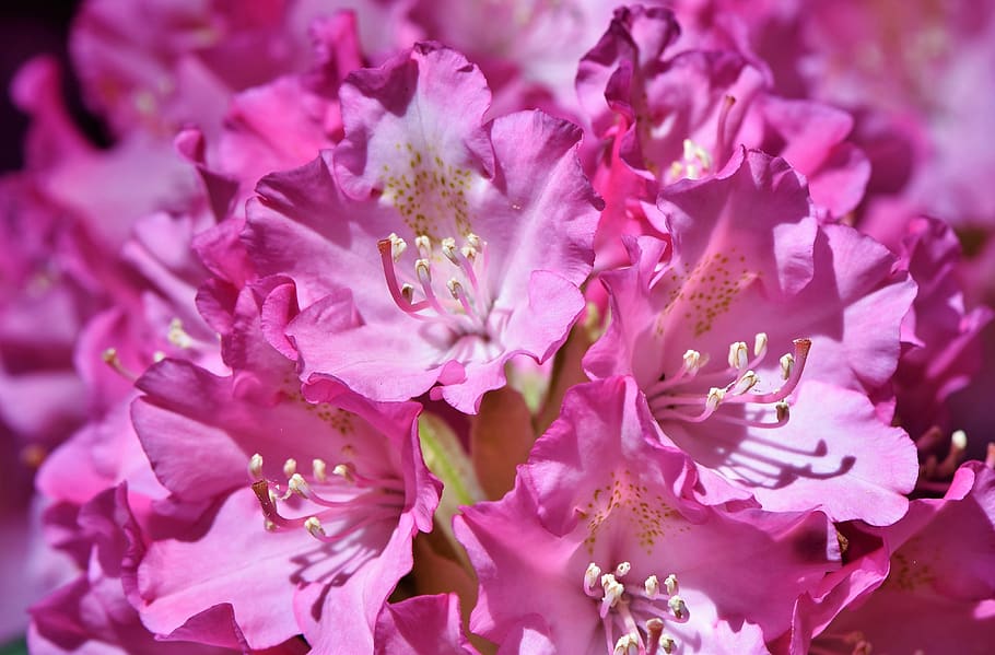 rododendro, brotes de rododendro, flor de rododendro, rododendro rosado, brote, flor, floración, primavera, arbusto, arbusto floreciente