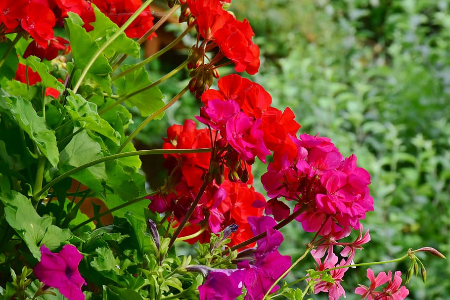 geranium, balcony plant, flowers, plant, geranium greenhouse, balcony, flower box, color, colorful, bloom