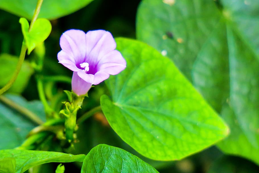 morning glory, purple, plant, purple flowers, light, bloom, beautiful, bud, vitality, green