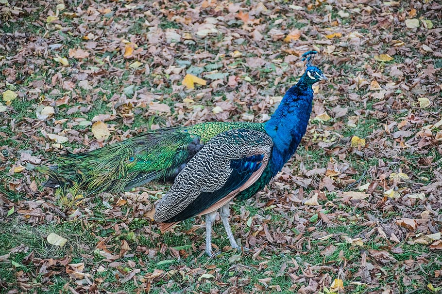 peacock, colors, feather, wonderful, nature, autumn, leaves, bird, animal, animal themes