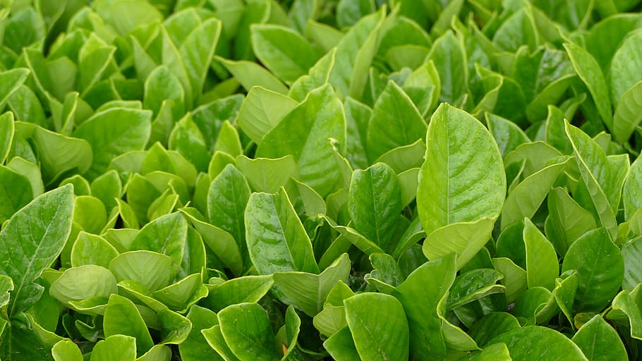 mauritius, bois chéri, tee, tea plantation, tea leaves, plantation, plant, green color, plant part, leaf