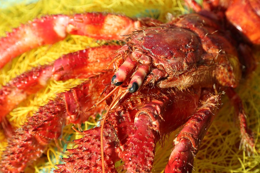 crete, bycatch, by-catch, dead, discarded, crayfish, lobster, crustacean, close-up, food and drink