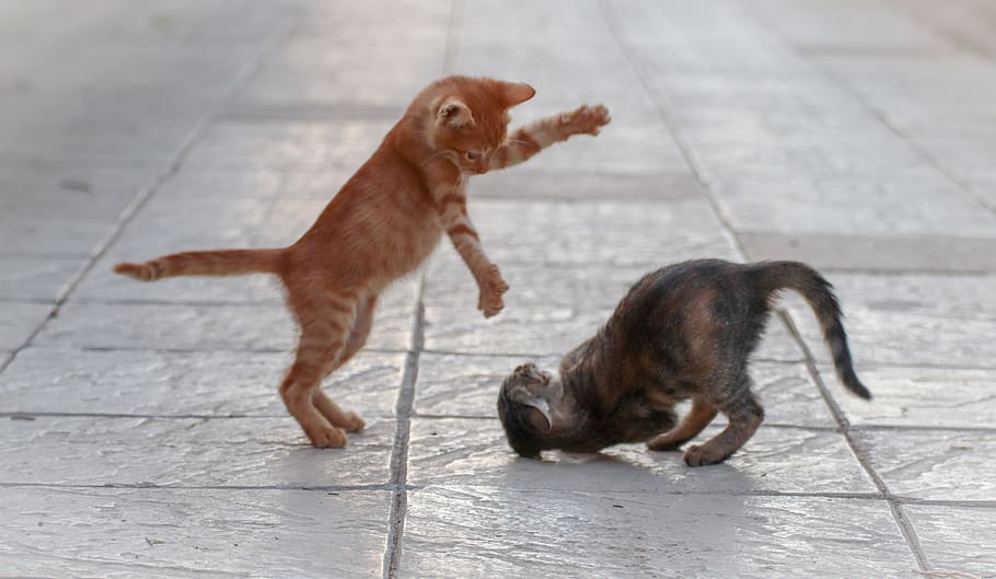 cat, fight, young, play, cat baby, animal world, playful, backlighting, kitten, domestic cat
