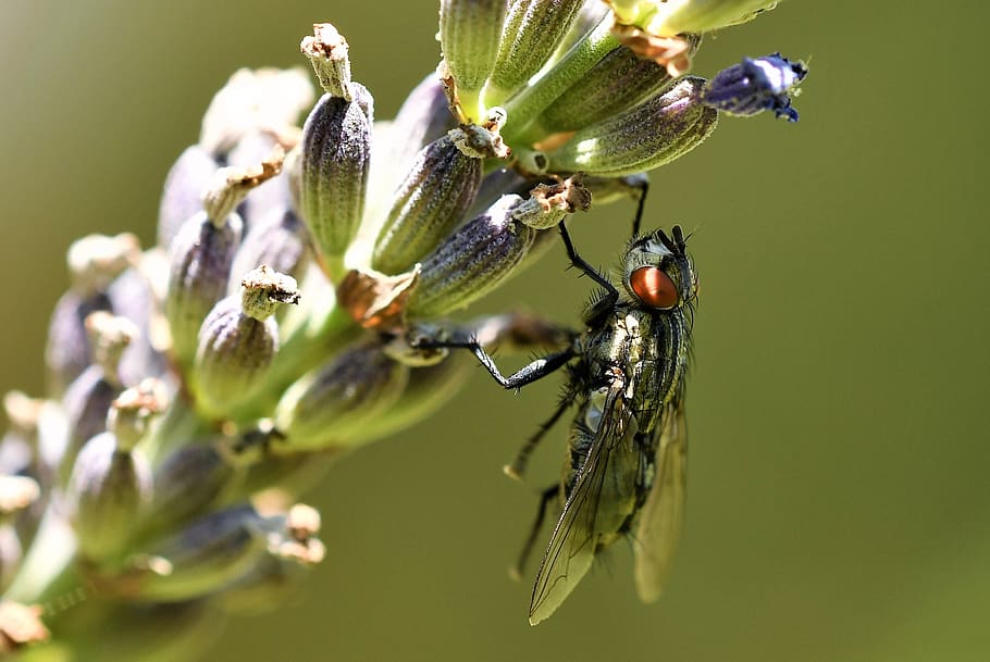 fly, diptera, insect, nature, macro, flying, wayside, botany, compound, blossom