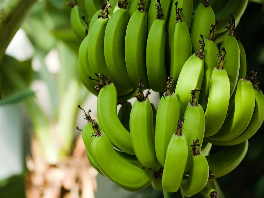 plátanos, árbol de plátano, arbusto de plátano, planta de plátano, tropical, planta, fruta, agricultura, alimentos, verde