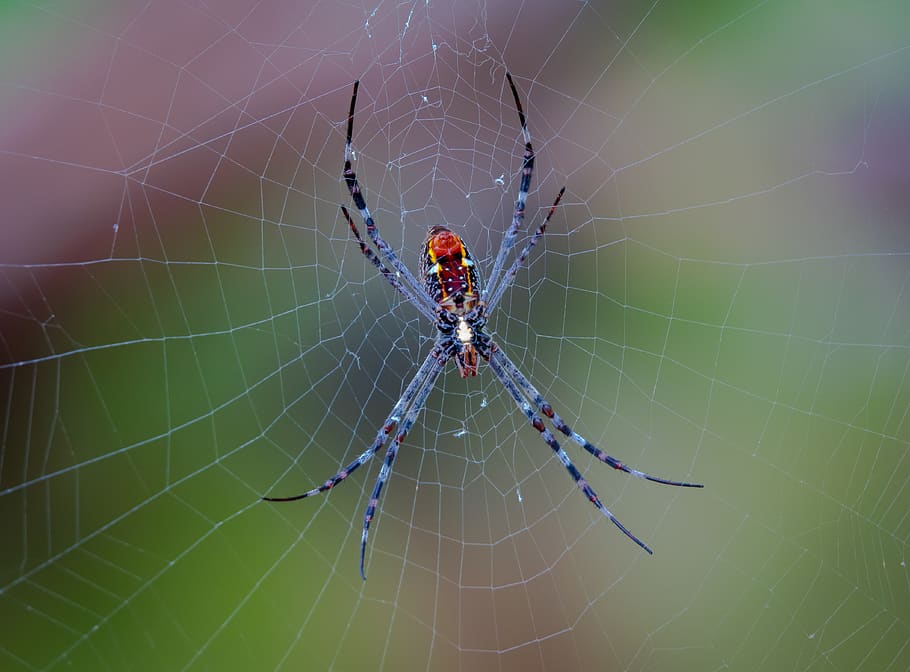 spider, spiderweb, darwin nt, australia, insect, trap, spider web, fragility, animal themes, invertebrate