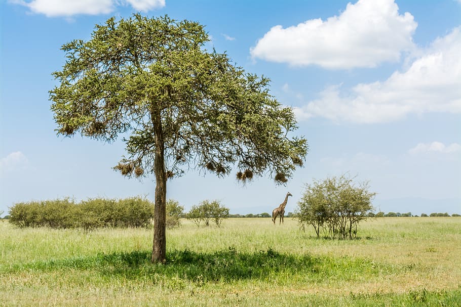 giraffe, safari, africa, wildlife, animal, nature, wilderness, savannah, tanzania, national