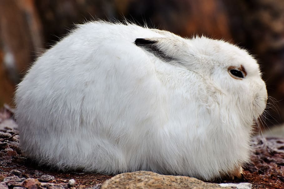 schneehase, hare, doe, winter, cold, wintry, white, fur, ears, frost