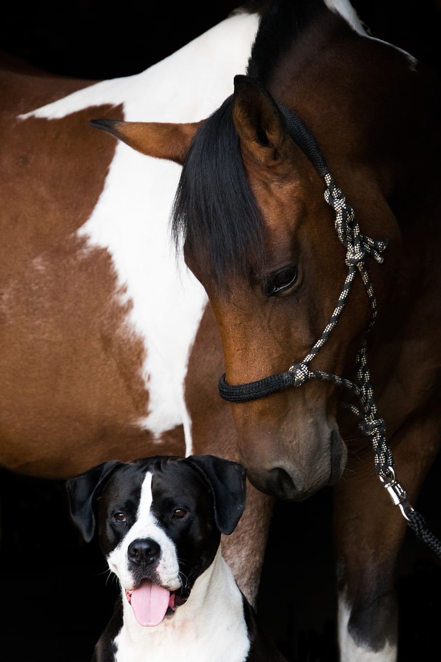 horse, pony, pinto, friendship, dog, portrait, connectedness, domestic animals, domestic, pets