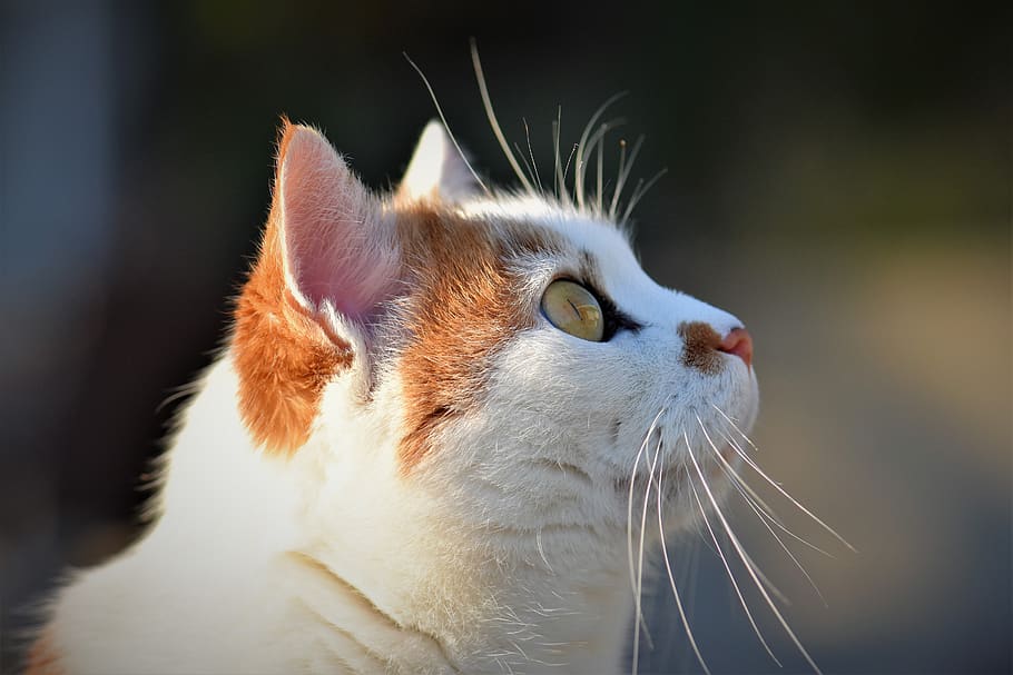 cat, domestic cat, pet, animal, cat's eyes, white, cat face, fur, close up, face