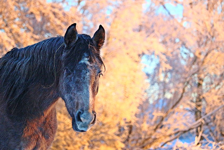 musim dingin, kuda, salju, cahaya pagi, kuda betina, ras arab murni, alam, hewan, dingin, putih