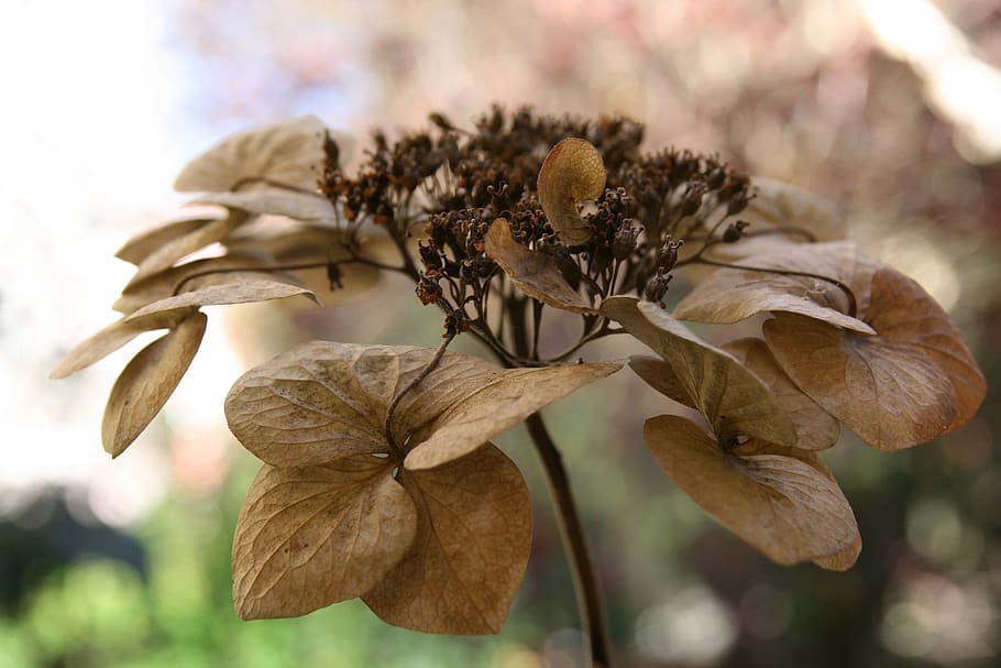 hydrangea, trockenblume, faded, dried, plant, focus on foreground, close-up, flower, vulnerability, fragility