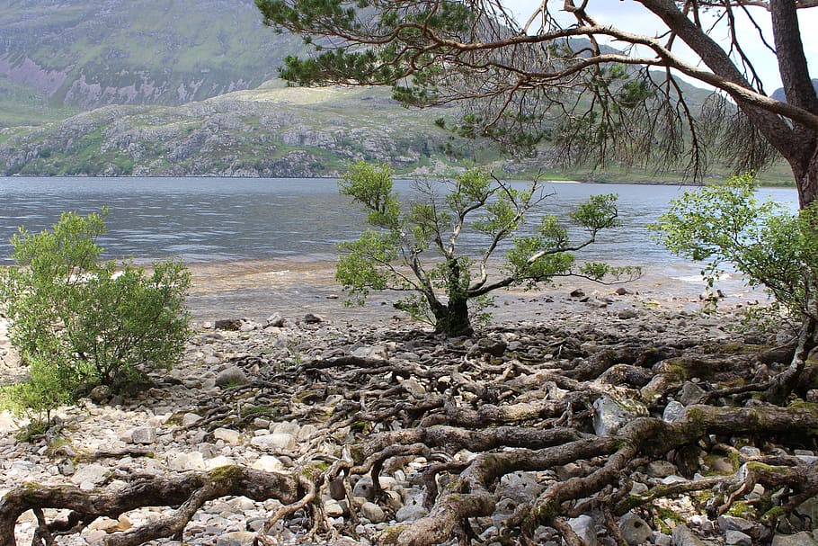 Берег корень. Дерево с корнями на берегу реки. Картинка лохандруса.