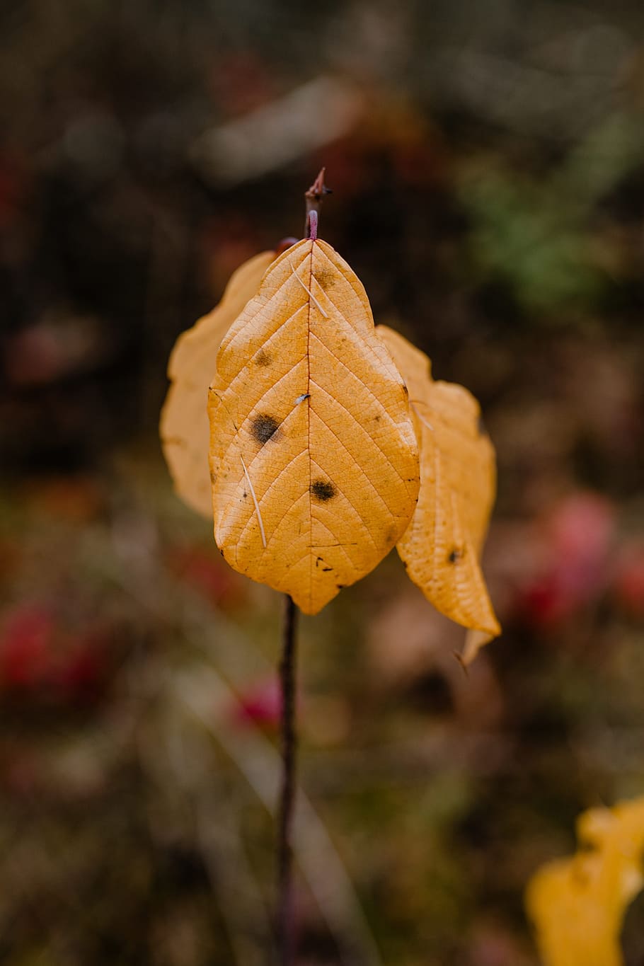 outono, andar, floresta, nevoeiro, tempo, novembro, bosques, foco em primeiro plano, folha, parte da planta