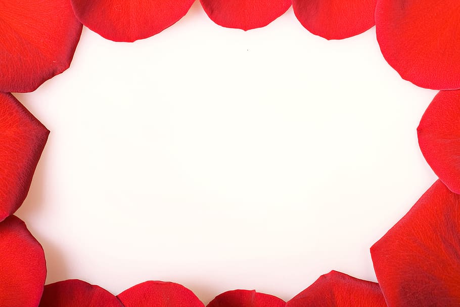 con2011, rose, frame, red, copy space, paper, blank, backgrounds, abstract, positive emotion