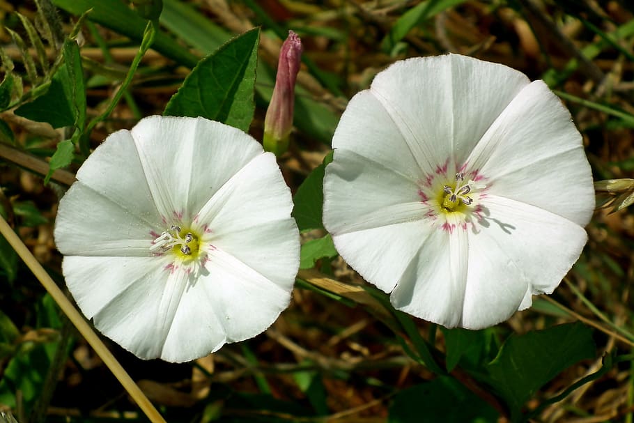 bindweed, flowers, white, the beasts of the field, meadow, creeper, the delicacy, decoration, blooming, nature