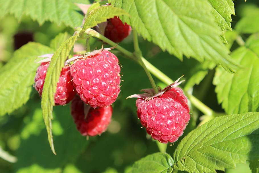 raspberries, garden plant, nature, red, fruit, berry fruit, leaf, plant part, healthy eating, growth