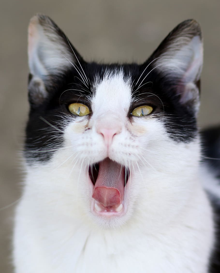 gato, branco, preto, dentes, língua, pele, felino, fofo, domesticado, engraçado