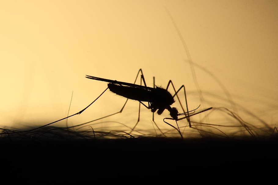 mosquito, alimentação, silhueta, skeeter, parasita, invertebrado, inseto, um animal, animais selvagens, pôr do sol