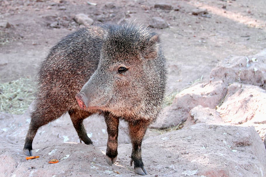 https://p0.pxfuel.com/preview/834/191/773/javelina-arizona-pig-wild.jpg