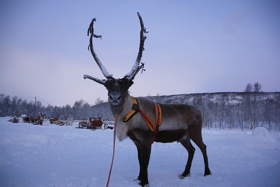 rennes, finlandia, lapland, musim dingin, salju, suhu dingin, hewan, tema hewan, mamalia, satu hewan