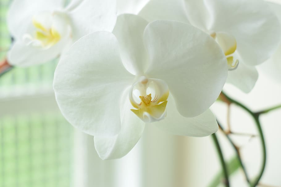 orquídeas, orchidaceae, blancas, phalaenopsis, flores, plantas de interior, exóticas, tropicales, jardín, coloridas