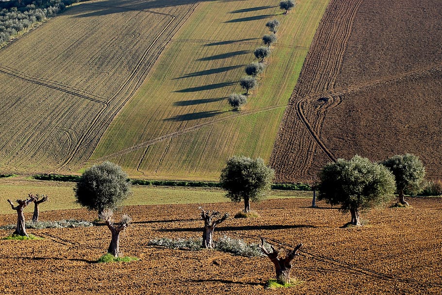 olive, trees, nature, tree, landscape, olive grove, green, mediterranean, field, agriculture