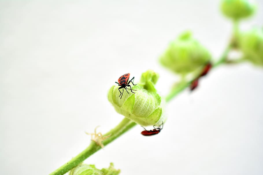 fire bug, insect, red, beetle, bug, animal, insect photo, garden, animal world, mallow