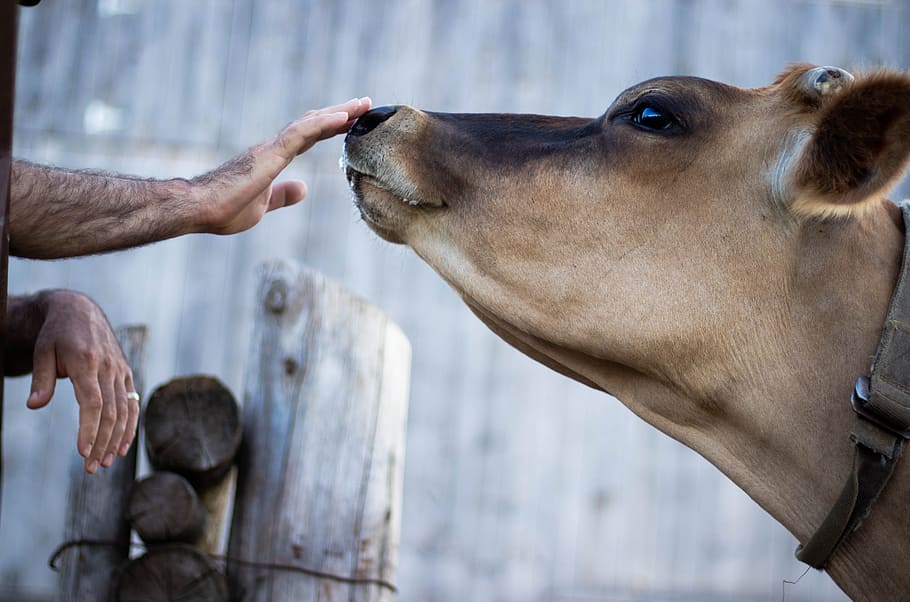 vaca, nariz, toque, animal, fazenda, homem, mão, bisbilhoteiro, boop, doméstico