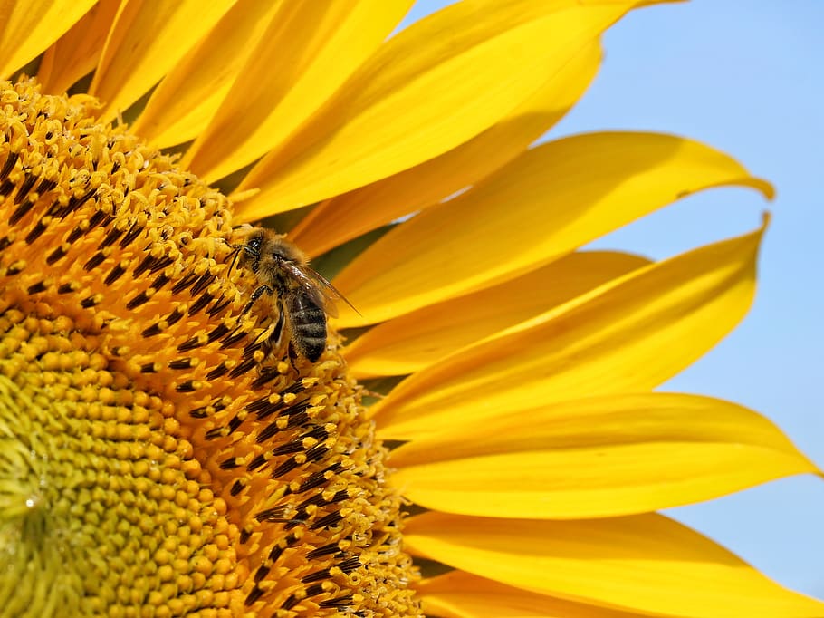 lebah, selalu, lebah madu, bunga matahari, makro, alam, tanaman, merapatkan, madu, peternak lebah