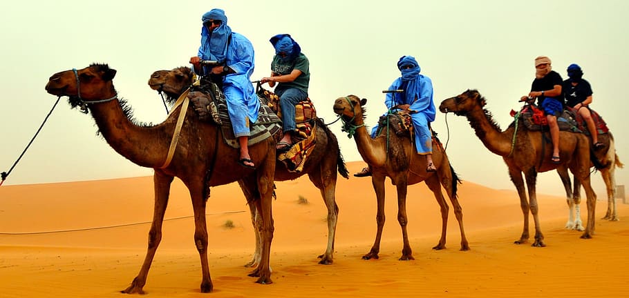 ride, rider, camel, desert, nature, landscape, domestic animals, mammal, working animal, domestic