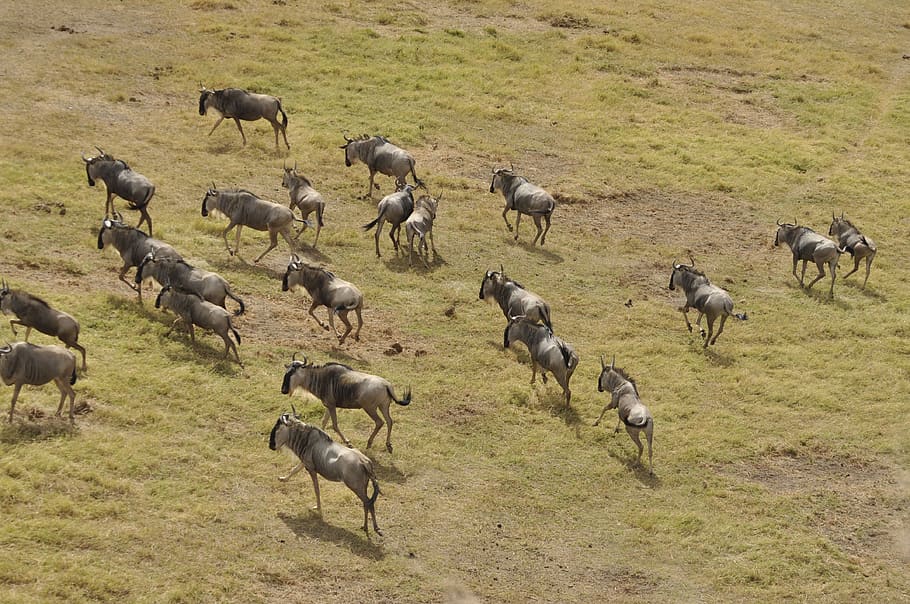 wildebeest migration, kenya, masai mara, wildlife, africa, wildebeest, crossing, animal, nature, animal themes