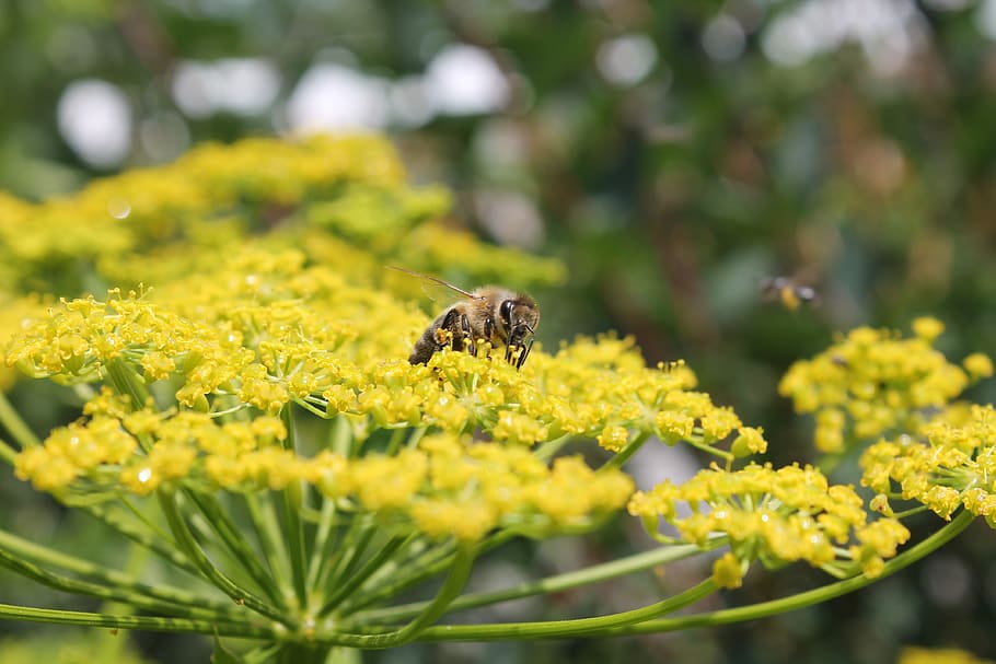 abelha, flor, erva-doce, amarelo, coletar, néctar, natureza, primavera, close-up, mel