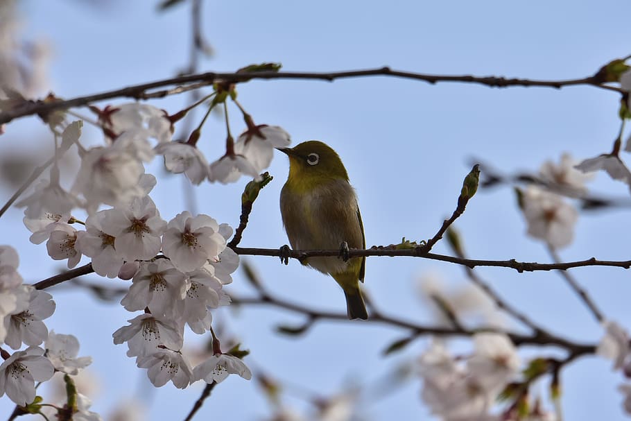 hewan, tanaman, bunga sakura, bunga, pohon sakura, bunga sakura jepang, burung, burung liar, burung kecil, mata putih jepang
