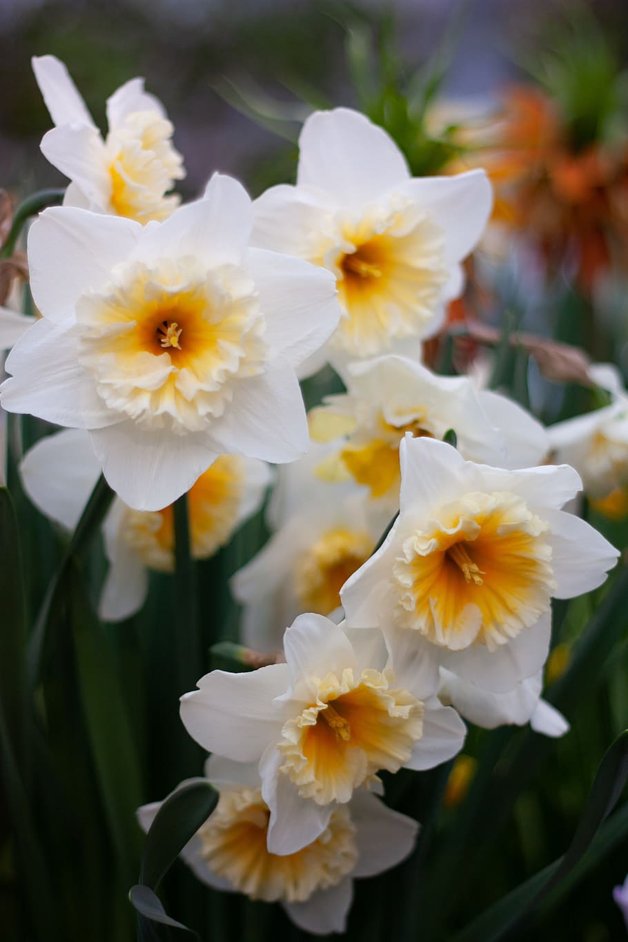 narcissus, flower, spring, garden, daffodils, white, flora, nature, flowering plant, fragility