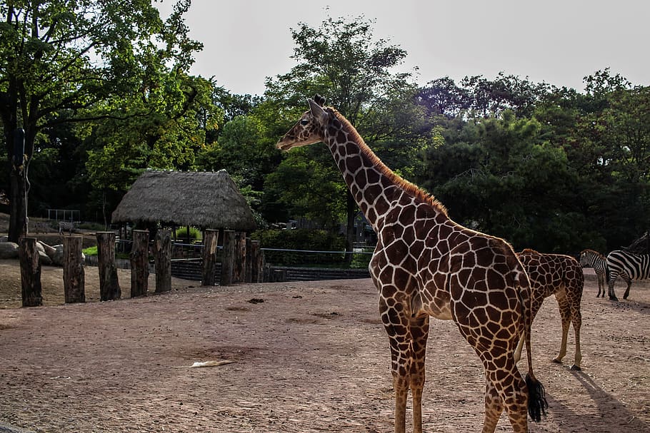girafa, jardim zoológico, animal selvagem, manchas, padrão, pescoço, longo, verão, grande, áfrica