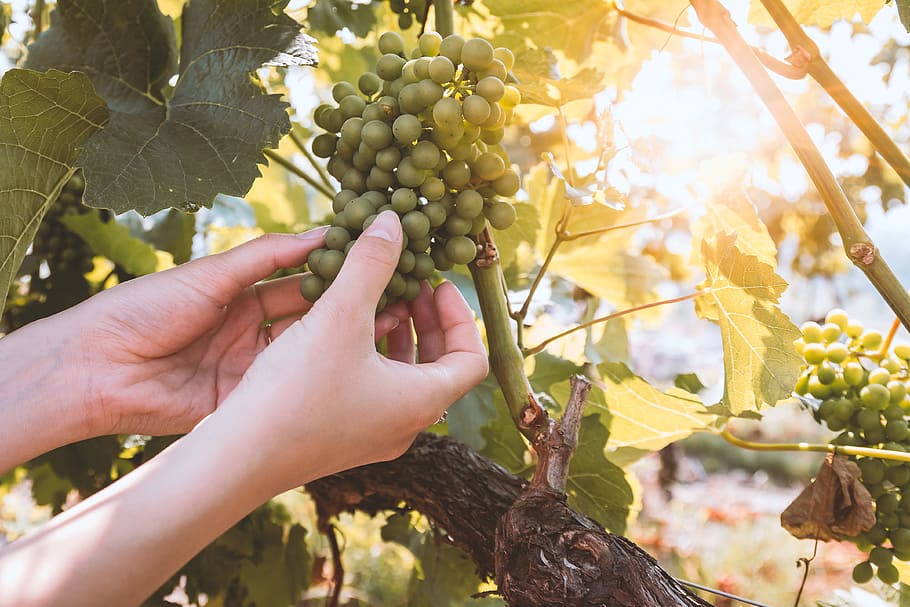 farmer, vineyard, checking, product, wine, fruit, food and drink, hand, healthy eating, food