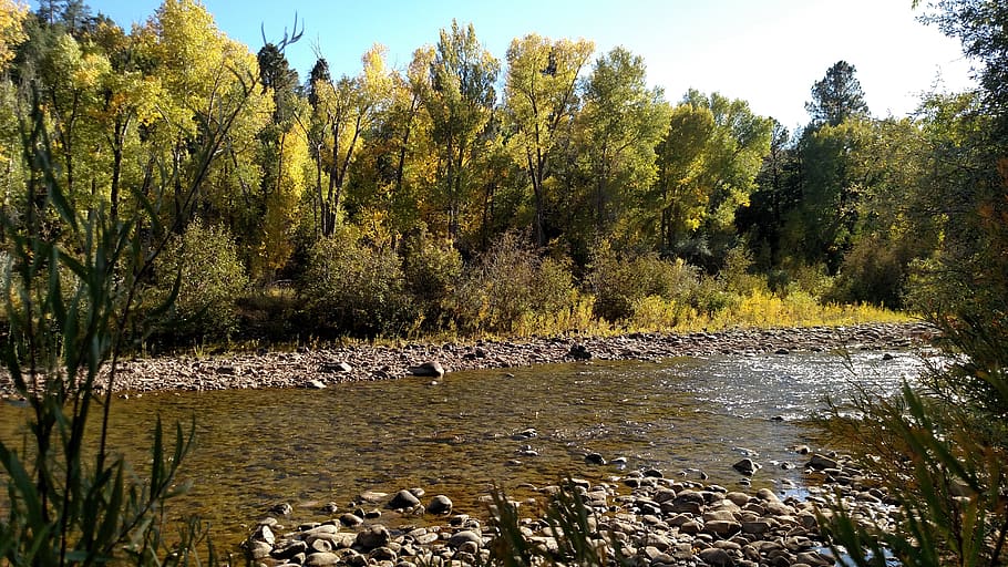 dolores, colorado, river, trout, fishing, tree, plant, water, beauty in nature, nature